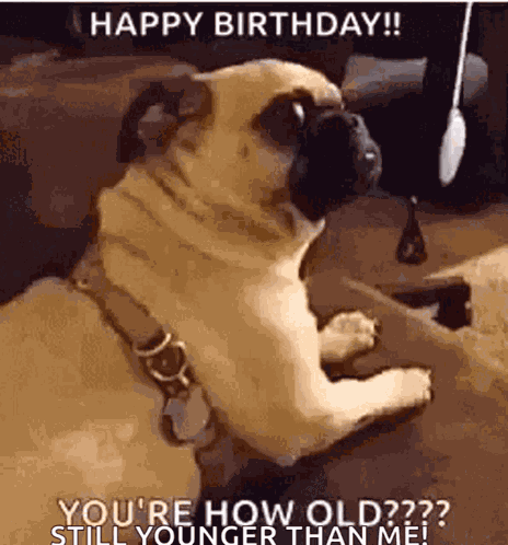 Pugs Birthday GIF