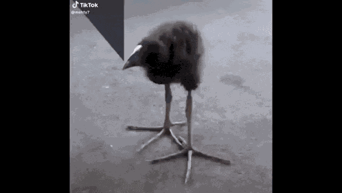 Pukeko Tiktok GIF