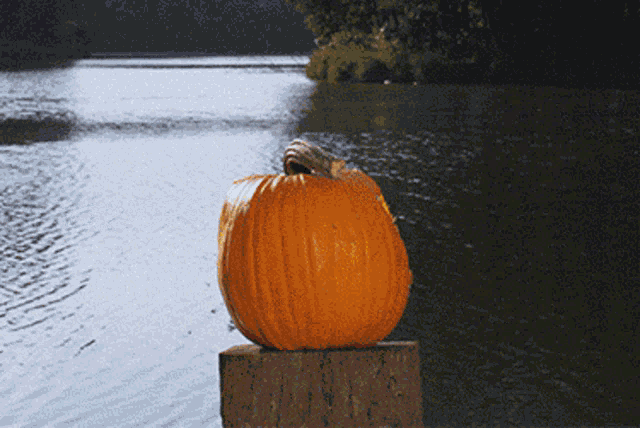 Pumpkin Smash GIF