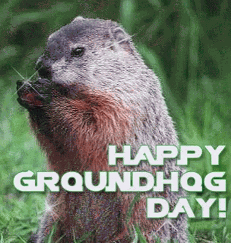 Punxsutawney Phil GIF