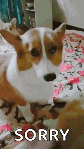 Pupp Dog Eyes Sad GIF