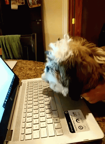 Puppies Dog GIF