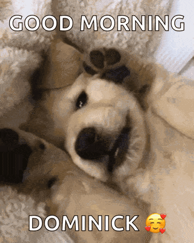 Puppies Silly Puppy GIF