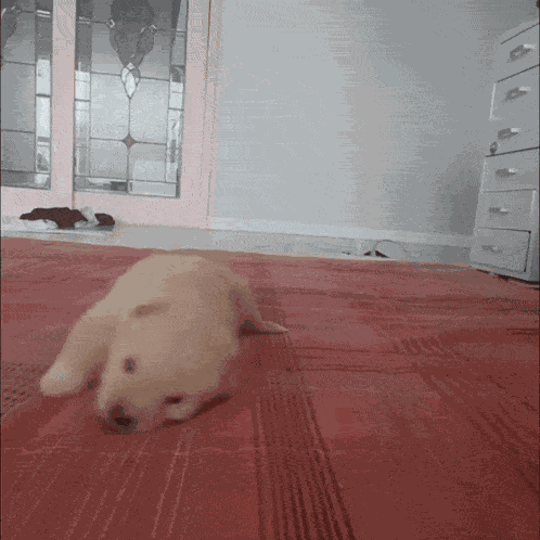 Puppy Approach Baby Dog GIF
