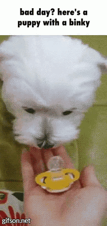 Puppy Binky GIF