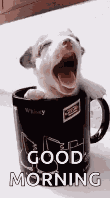 Puppy Cup GIF
