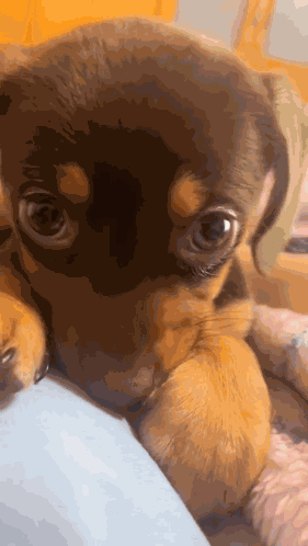 Puppy Cute Puppy GIF