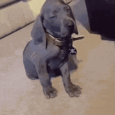 Puppy Dog GIF