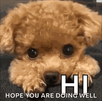 Puppy Dog GIF