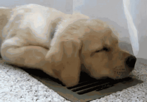 Puppy Dog GIF