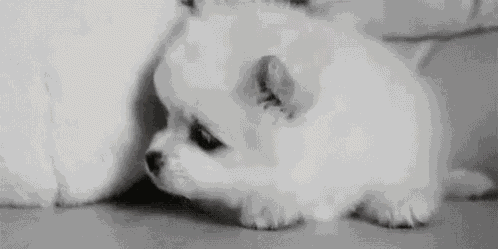 Puppy Dog GIF