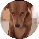 Puppy Eyes Sticker