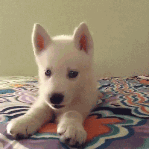 Puppy GIF