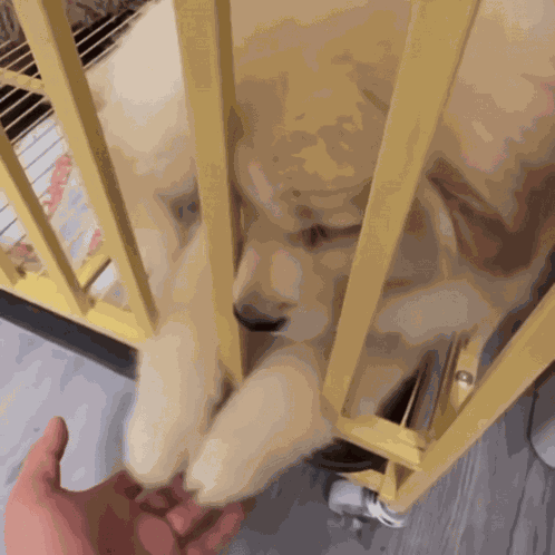 Puppy Golden Retriever GIF