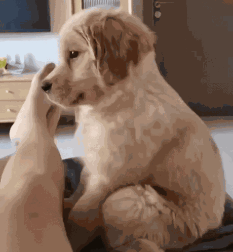Puppy Golden Retriever GIF