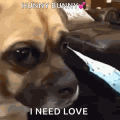 Puppy I Need Love GIF