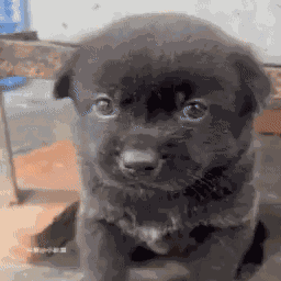 Puppy Poke GIF