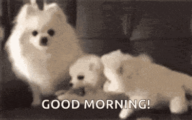 Puppy Puppies GIF