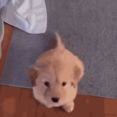Puppy Puppy Eyes GIF