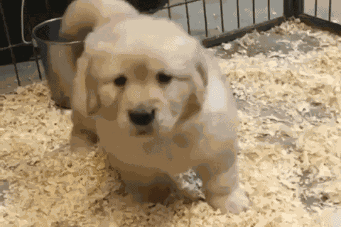 Puppy Puppy Happy GIF