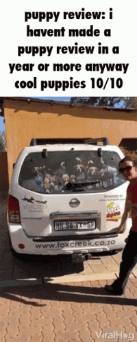 Puppy Review Dog Review GIF