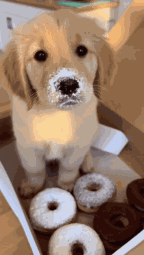 Puppy Sneeze GIF