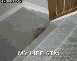 Puppy Star Wars GIF