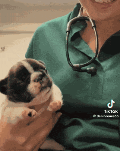 Puppy Stare Puppy Staring GIF