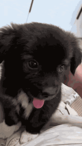 Puppy Tongue GIF