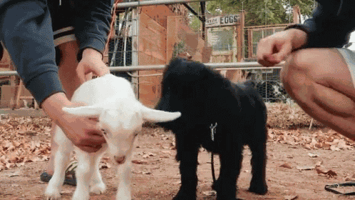 Puppy Weed Em And Reap GIF