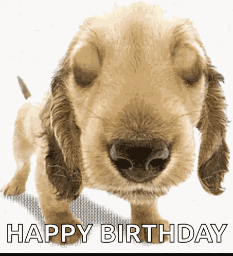 Puppydogeyes Puppy GIF