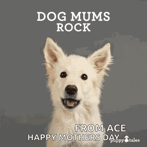 Puppytalesphotos Puppytales GIF