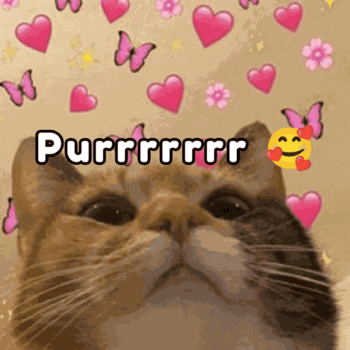 Purr Love Cat GIF