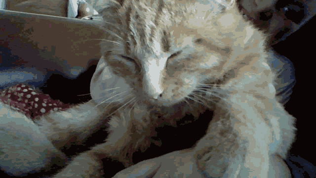 Pussy Cat GIF
