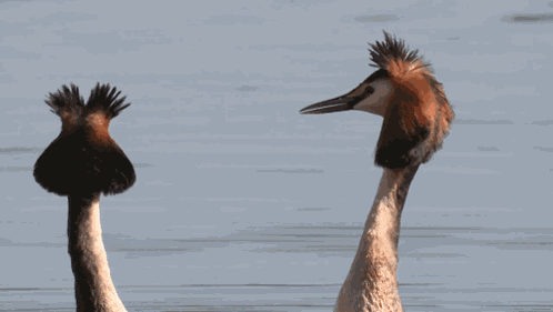 Puteketeke Bird GIF