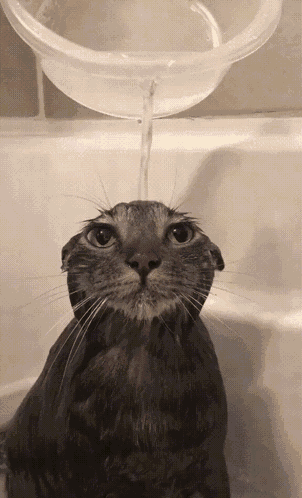 Qazqaz GIF