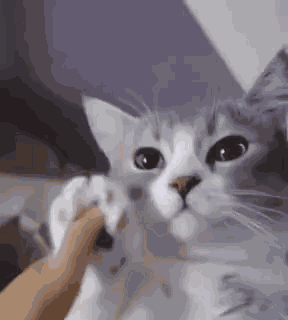 Qeliameow Cat GIF