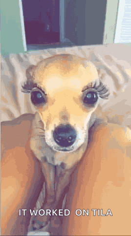 Queer Dog GIF
