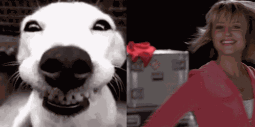 Quinn Fabray Smiling Dog GIF