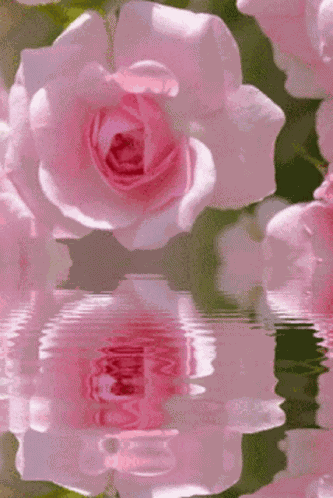Ra575 Pinks GIF