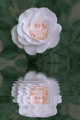 Ra575 Rose Pink GIF