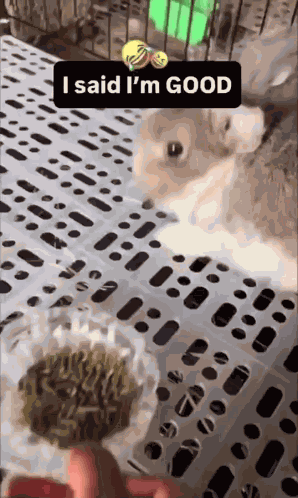 Rabbit Angry Meme Angry Rabbit Meme GIF