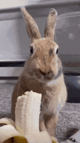 Rabbit Banana GIF