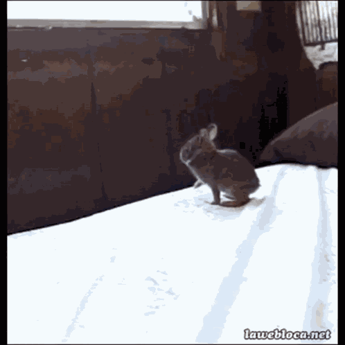 Rabbit Bunny GIF
