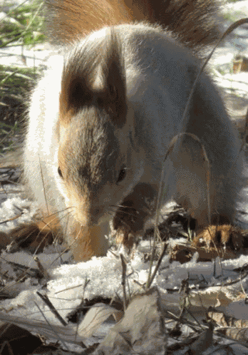 Rabbit Hair GIF