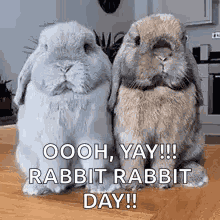 Rabbit Images Rabbit Rabbit GIF