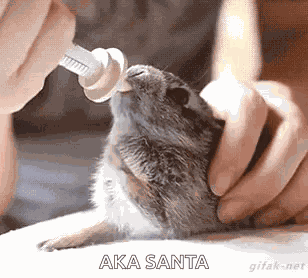Rabbit Milk GIF