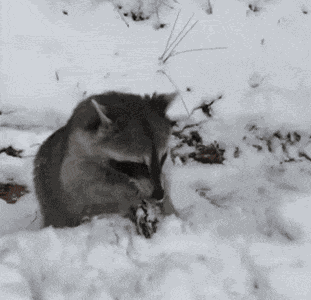 Racc Raccoon GIF