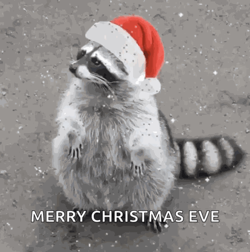 Raccoon Animal GIF