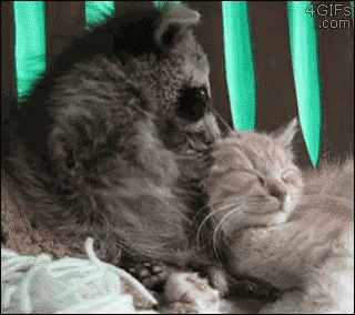 Raccoon Cat GIF